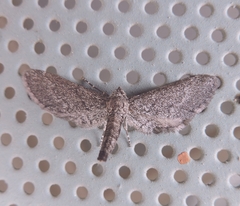 Synglochis perumbraria