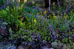 Stilpnogyne bellidioides