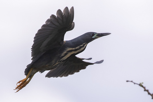 Dwarf Bittern