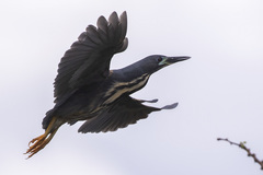 Ixobrychus sturmii