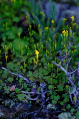 Stilpnogyne bellidioides