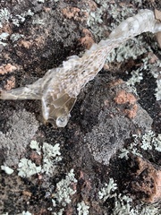 Masticophis taeniatus