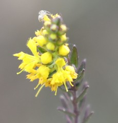Lepidium perfoliatum