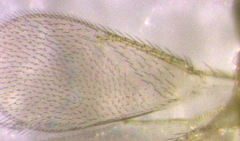 Aphytis