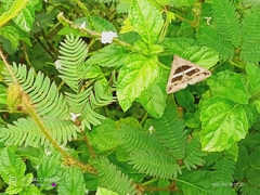 Grammodes