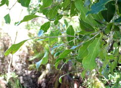 Olea capensis macrocarpa