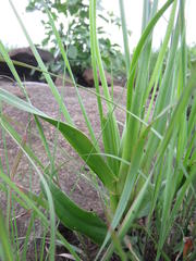 Albuca virens virens