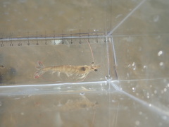Penaeus penicillatus