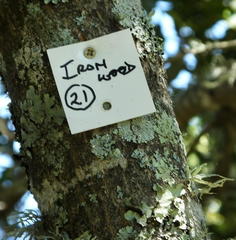 Olea capensis macrocarpa