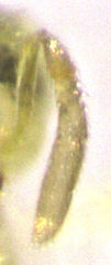 Aphytis