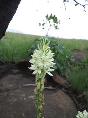 Albuca virens virens
