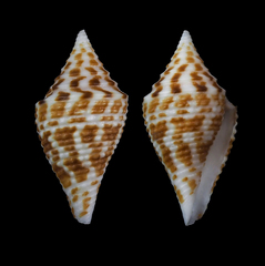 Image of Conus andremenezi