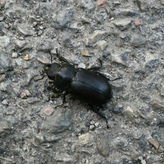 Lucanus tetraodon