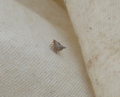 Mistharnophantia