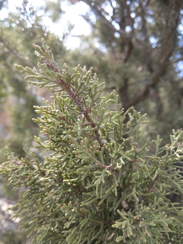Mediterranean juniper