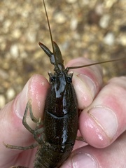 Cambarus striatus