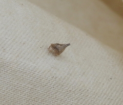 Mistharnophantia