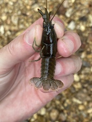Cambarus striatus