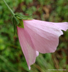 Hibiscus pedunculatus