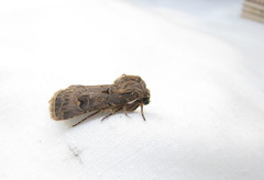 Agrotis bigramma