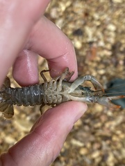 Cambarus striatus