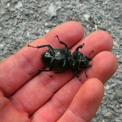 Lucanus tetraodon