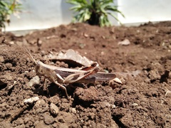 Stenocatantops cornelii