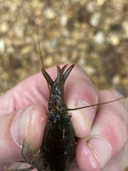 Cambarus striatus