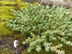 Sedum acre