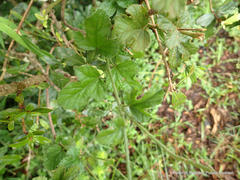 Hibiscus pedunculatus