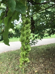 Pterocarya