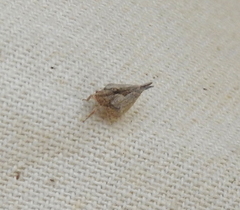 Mistharnophantia