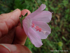 Hibiscus pedunculatus