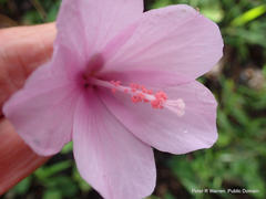 Hibiscus pedunculatus