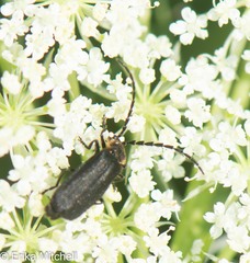 Polemius laticornis
