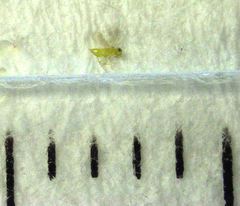 Aphytis