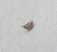 Mistharnophantia