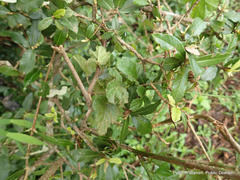 Hibiscus pedunculatus