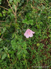 Hibiscus pedunculatus