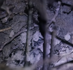 Arachnocampa tropica
