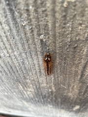 Acronicta rumicis