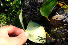 Eriospermum pubescens