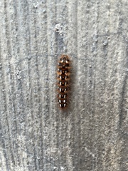 Acronicta rumicis
