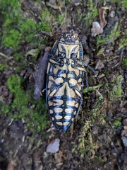 Buprestis magica