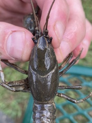 Cambarus deweesae