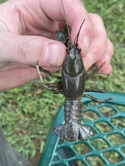 Cambarus deweesae