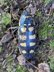 Buprestis magica