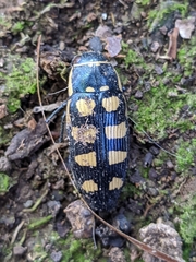 Buprestis magica