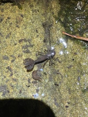 Argiolestidae
