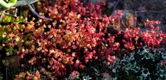 Crassula strigosa